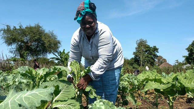 Nigerian Farmer