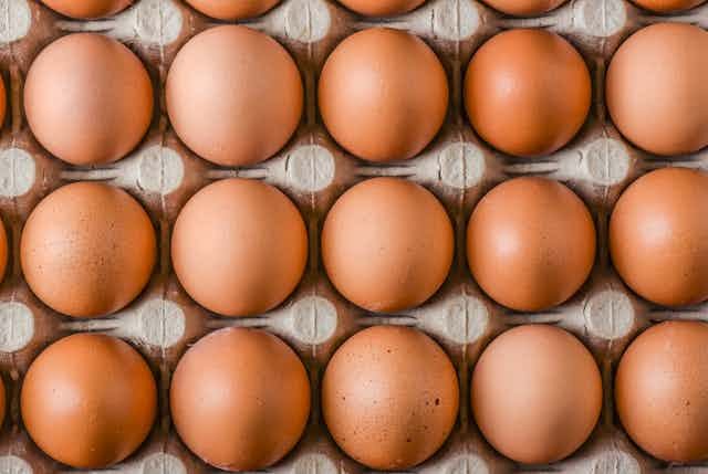 What Is the Current Egg Price in Nigeria?