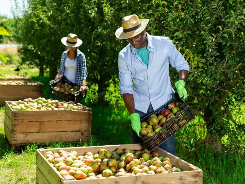 Fruit picking jobs