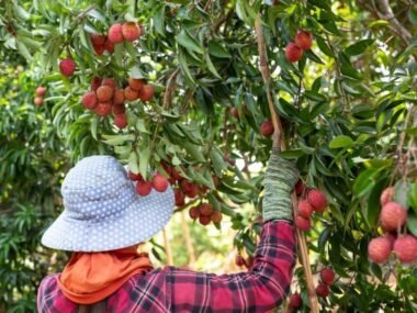 High-Rewarding Fruit Picking Jobs in Australia with Free Visa Sponsorship